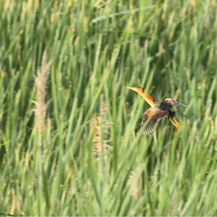 Least Bittern - ML171625851