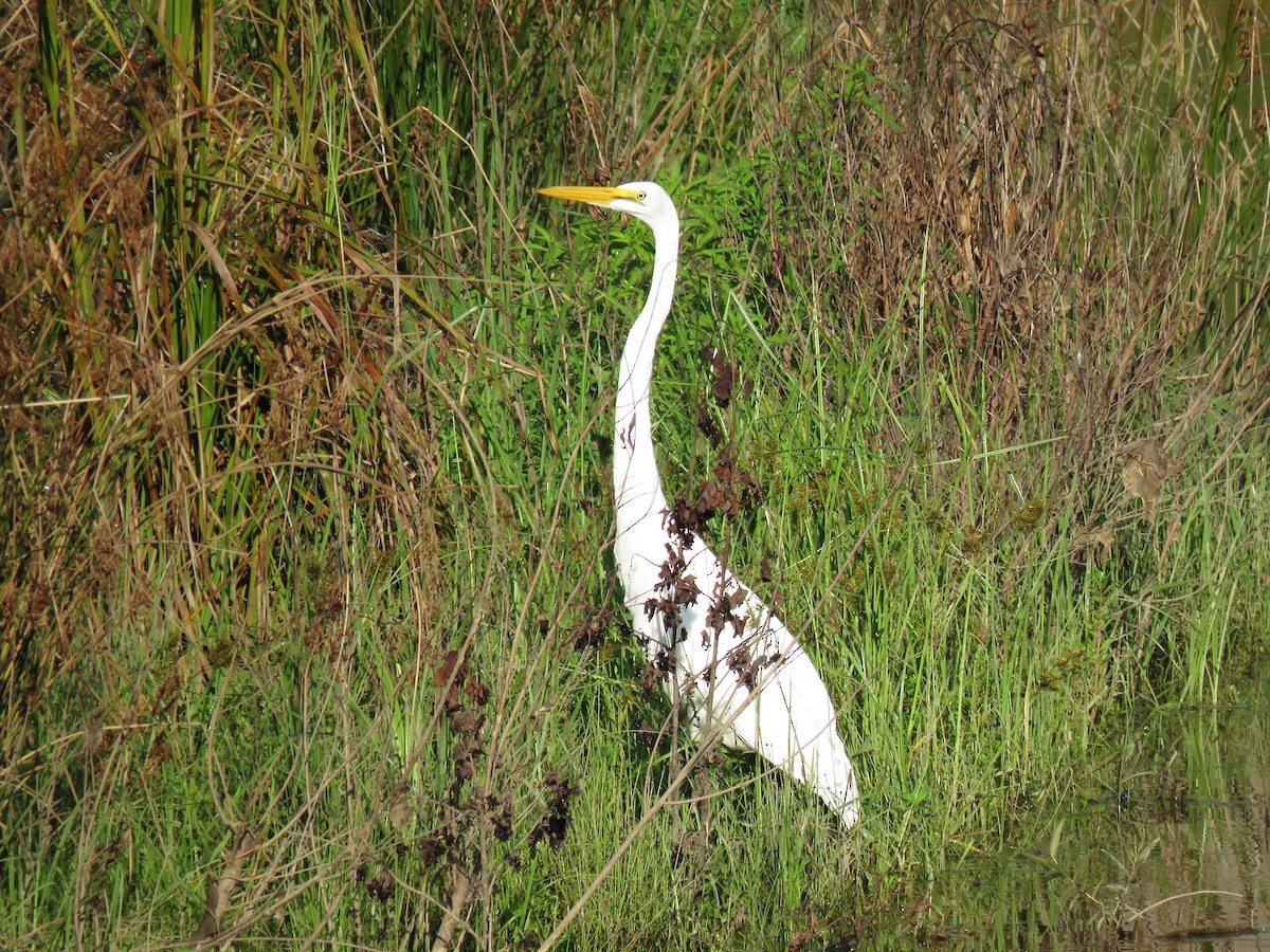 Great Egret - ML171626731