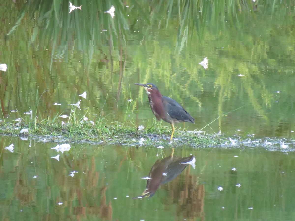 Green Heron - ML171626831