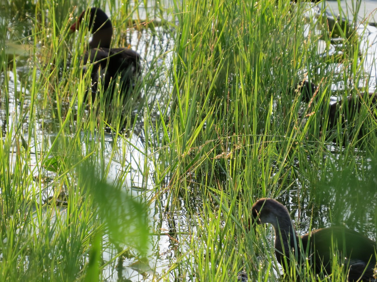 Gallinule d'Amérique - ML171627401