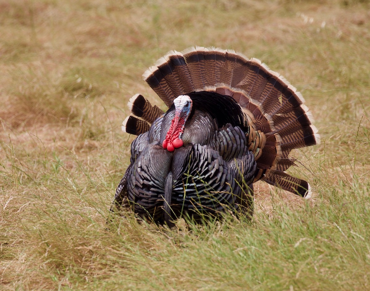 Wild Turkey - ML171628851