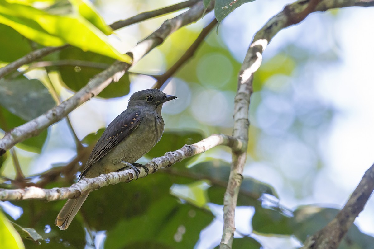 Cinereous Mourner - Gabriel Bonfa