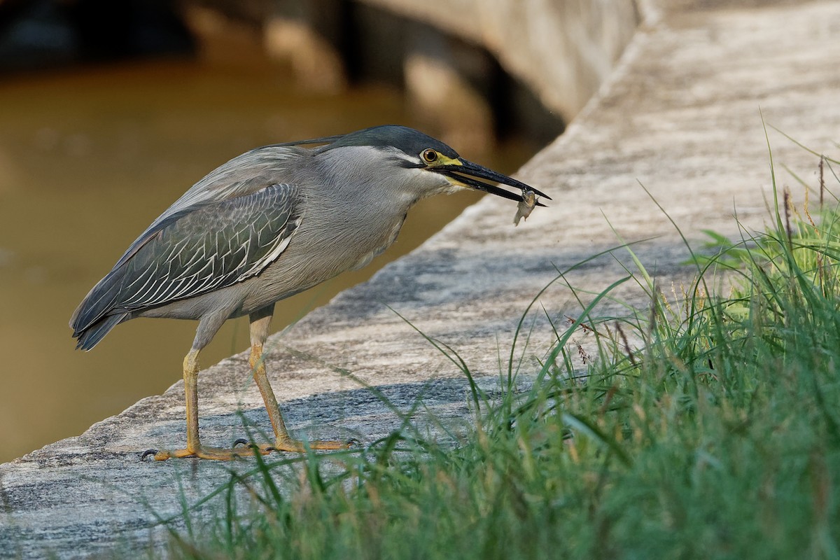 Striated Heron (Old World) - ML171632741