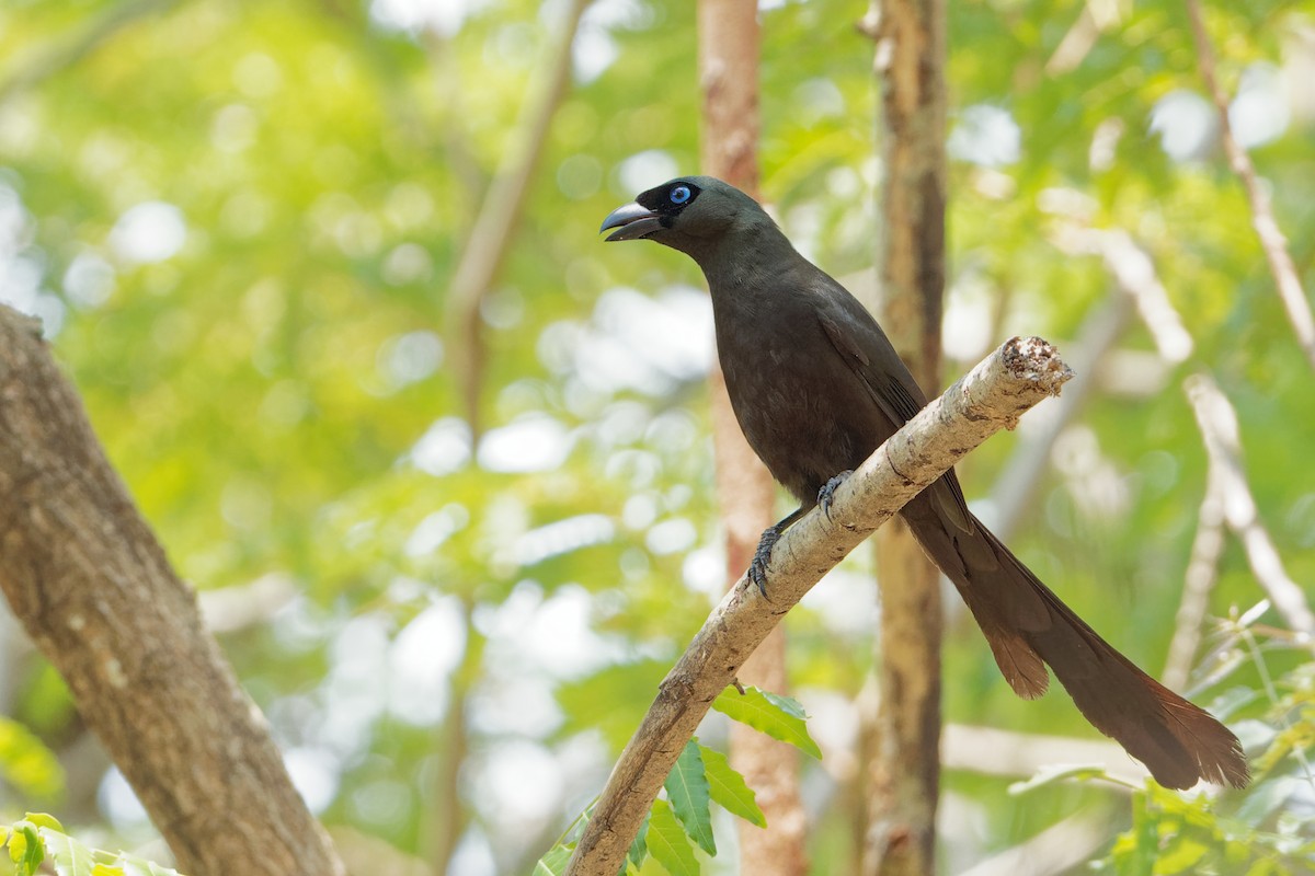 Racket-tailed Treepie - ML171633101