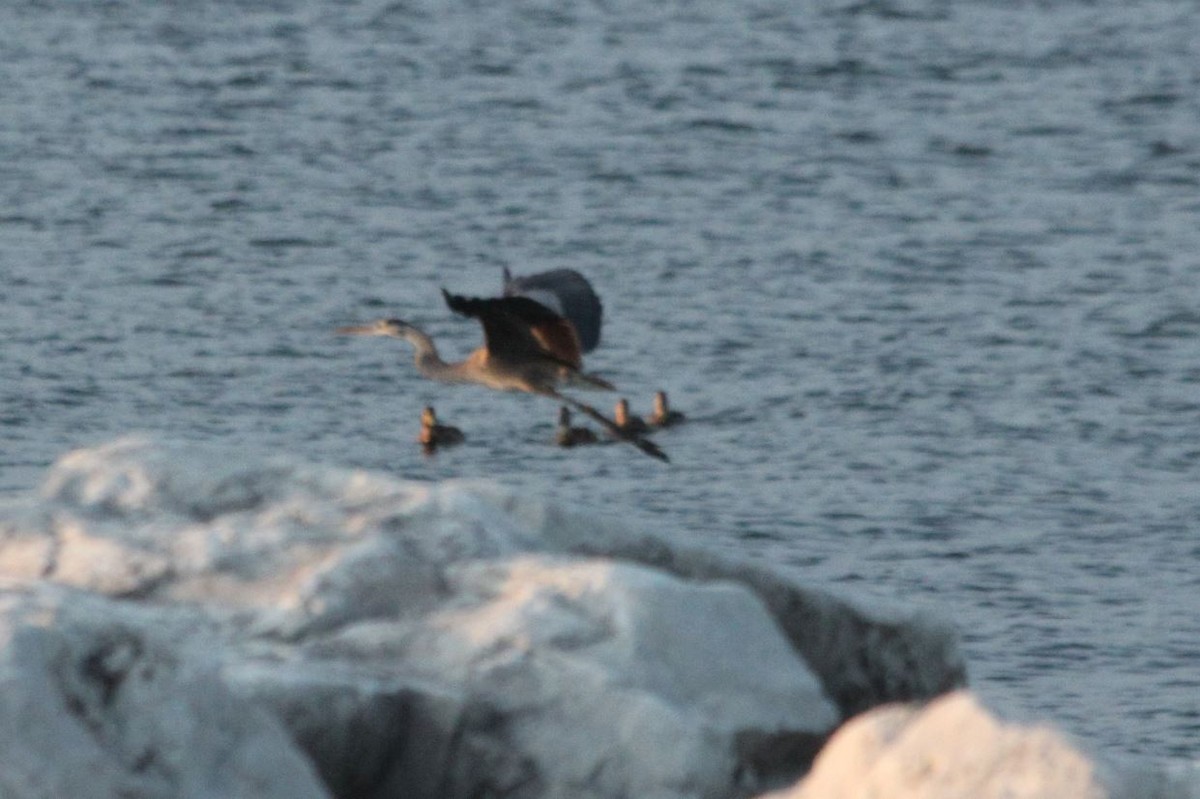 Great Blue Heron - ML171633131