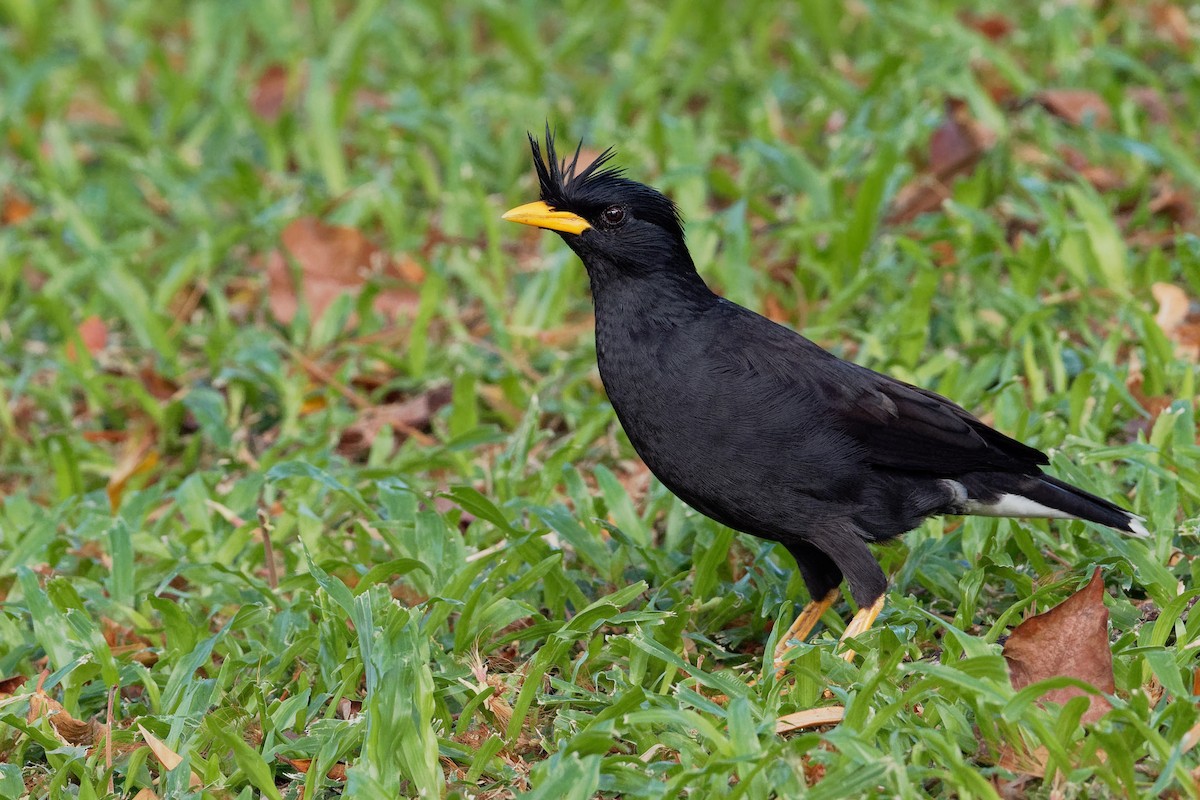Great Myna - Vincent Wang