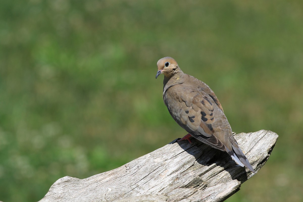 Mourning Dove - Diane St-Jacques