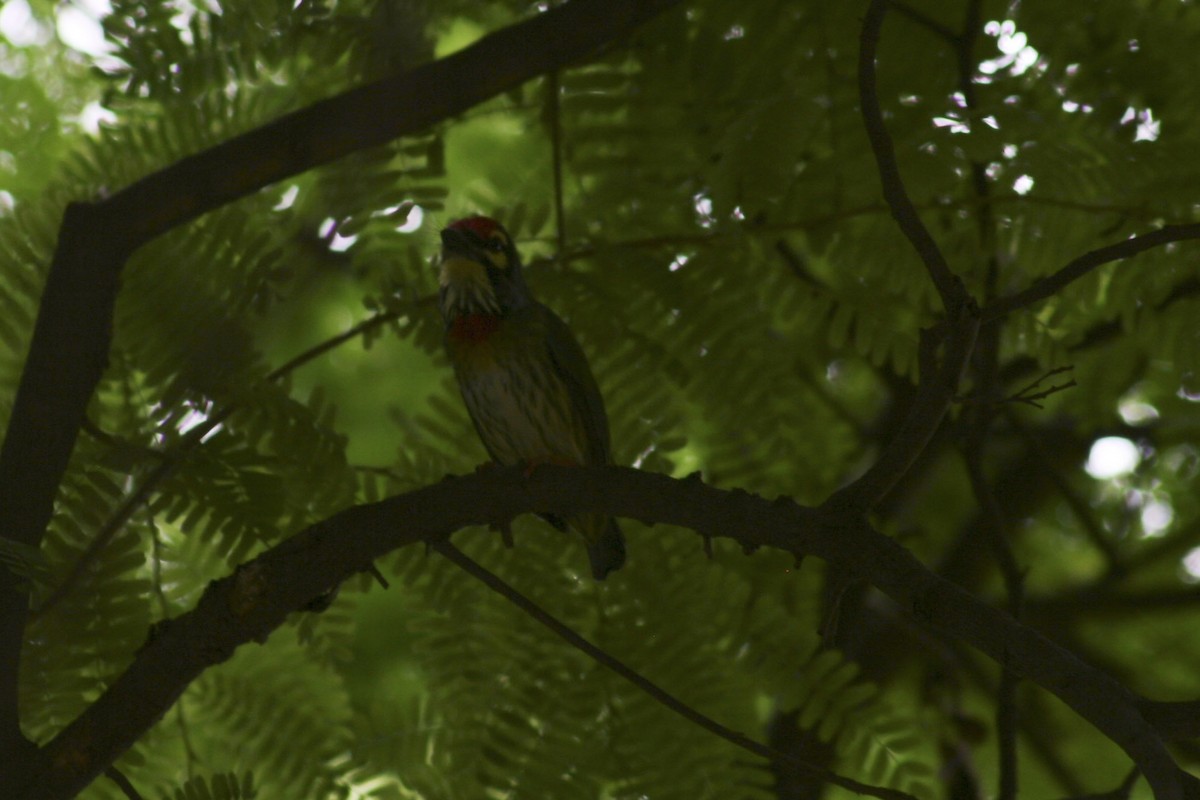 Coppersmith Barbet - ML171635611