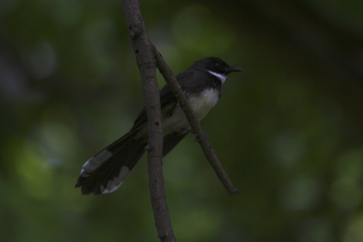 Malaysian Pied-Fantail - ML171635661