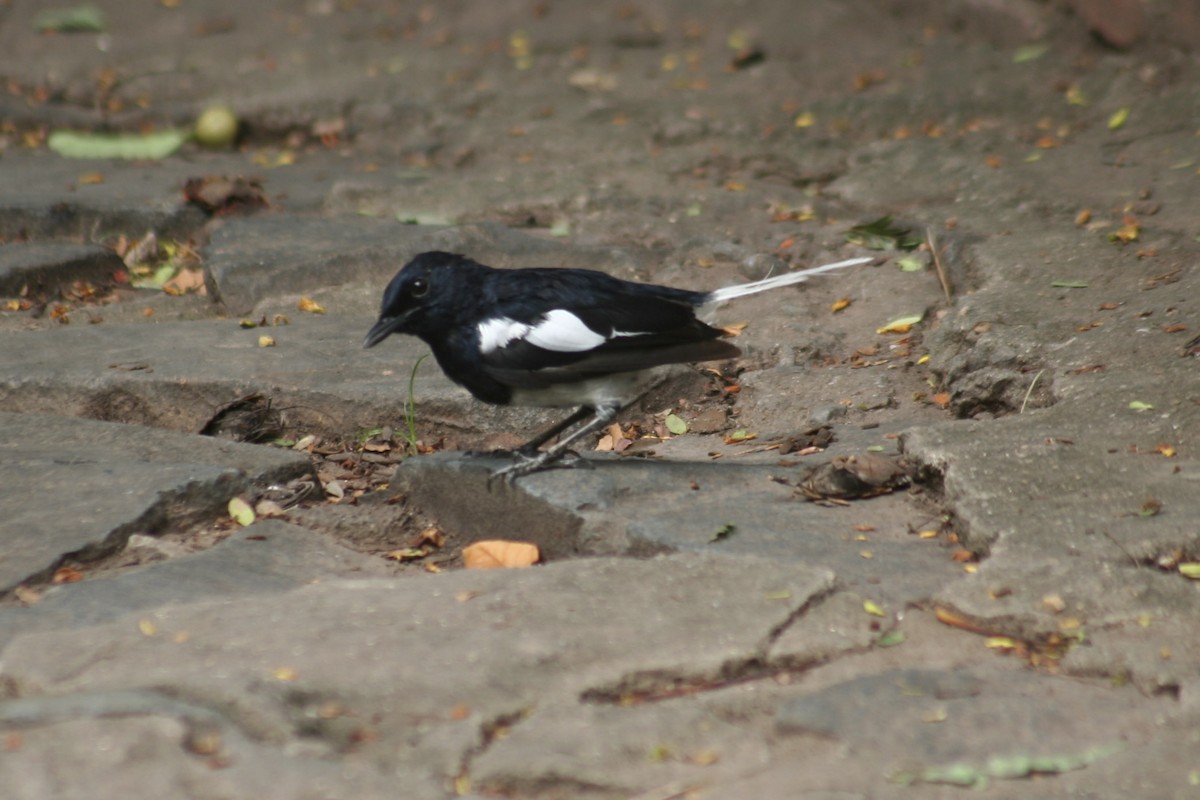 Oriental Magpie-Robin - ML171635711