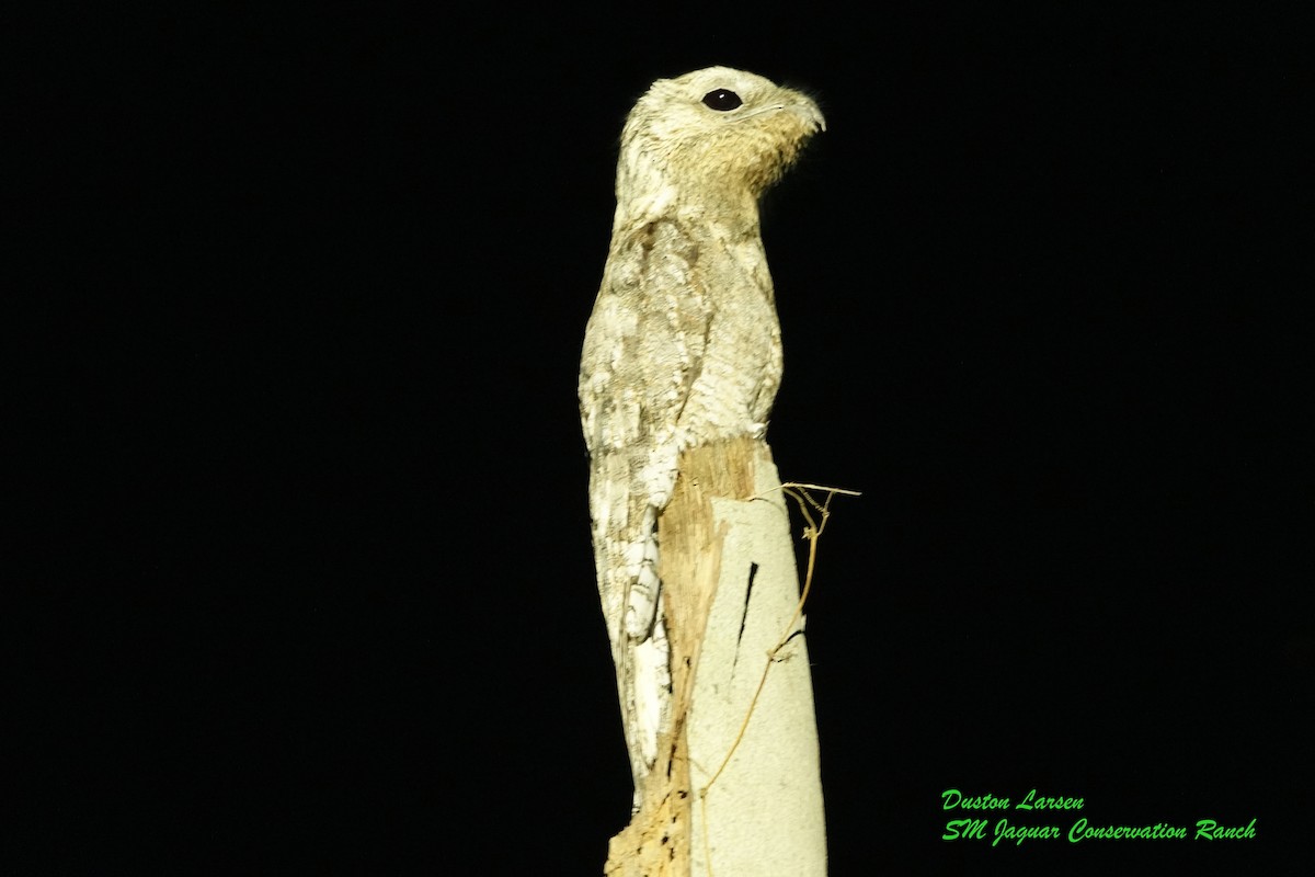 Great Potoo - ML171635801