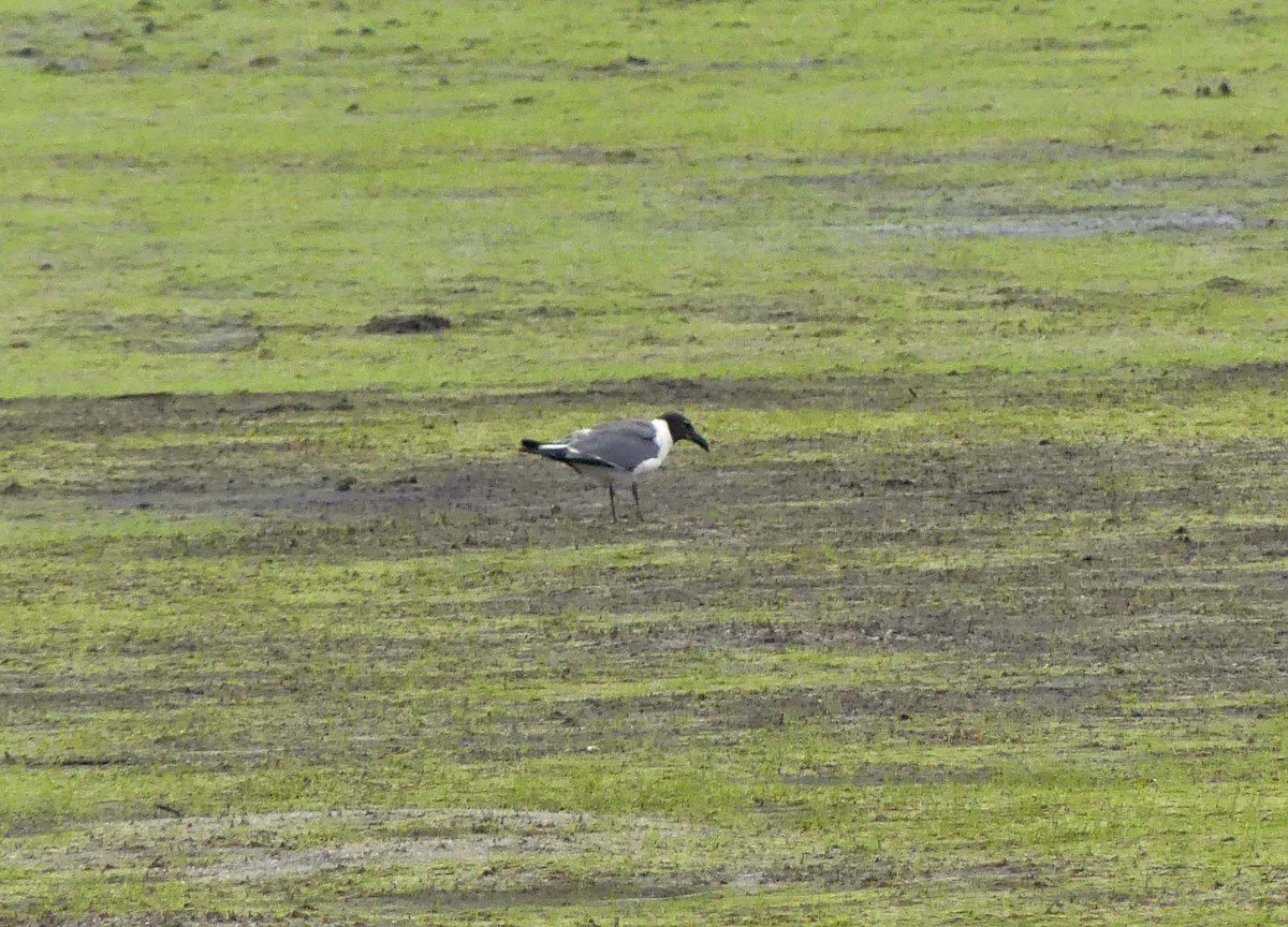 Gaviota Guanaguanare - ML171638551