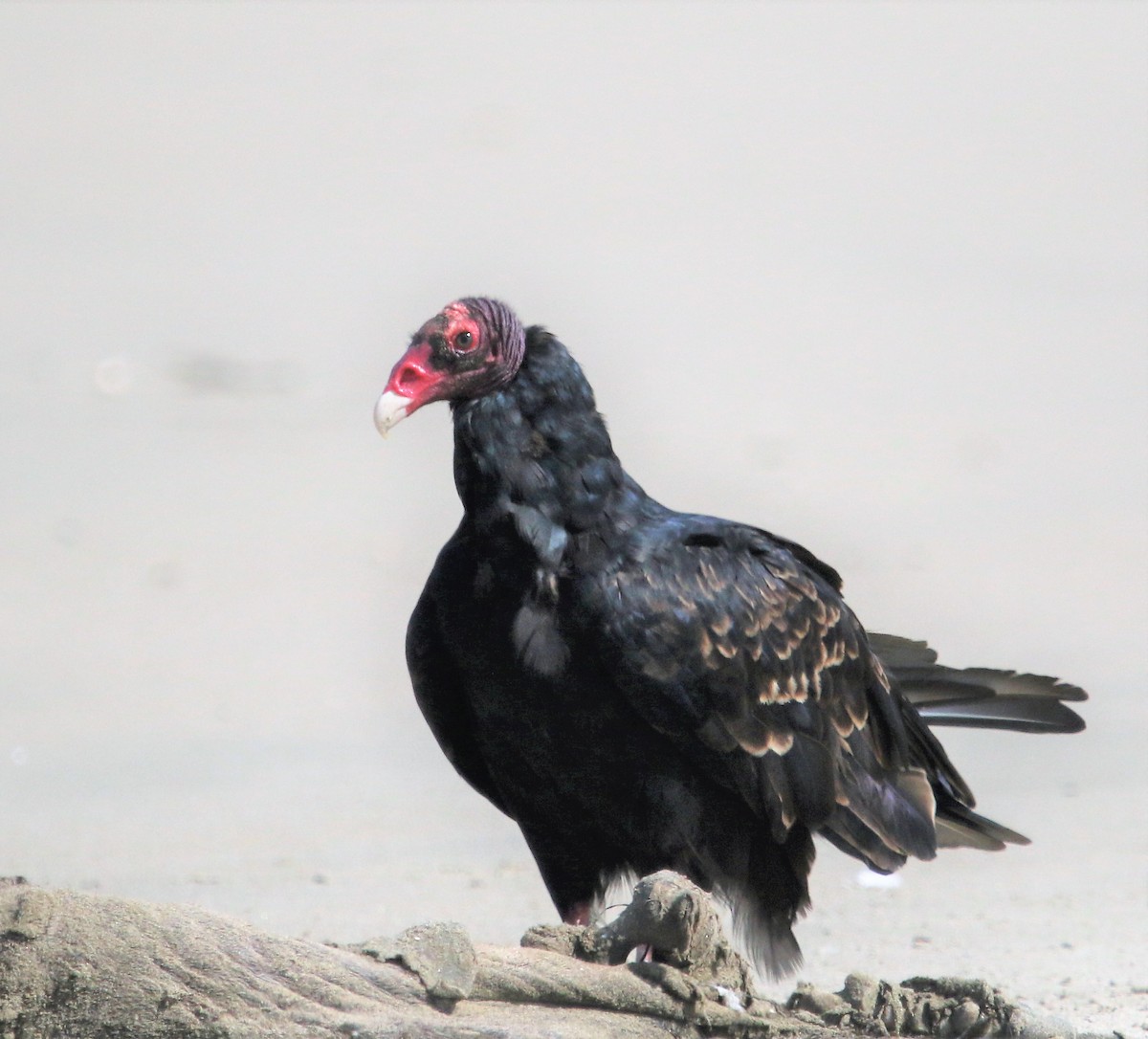 Turkey Vulture - Ann Vaughan