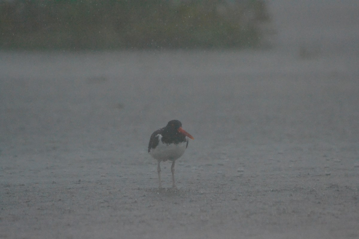 American Oystercatcher - ML171638811