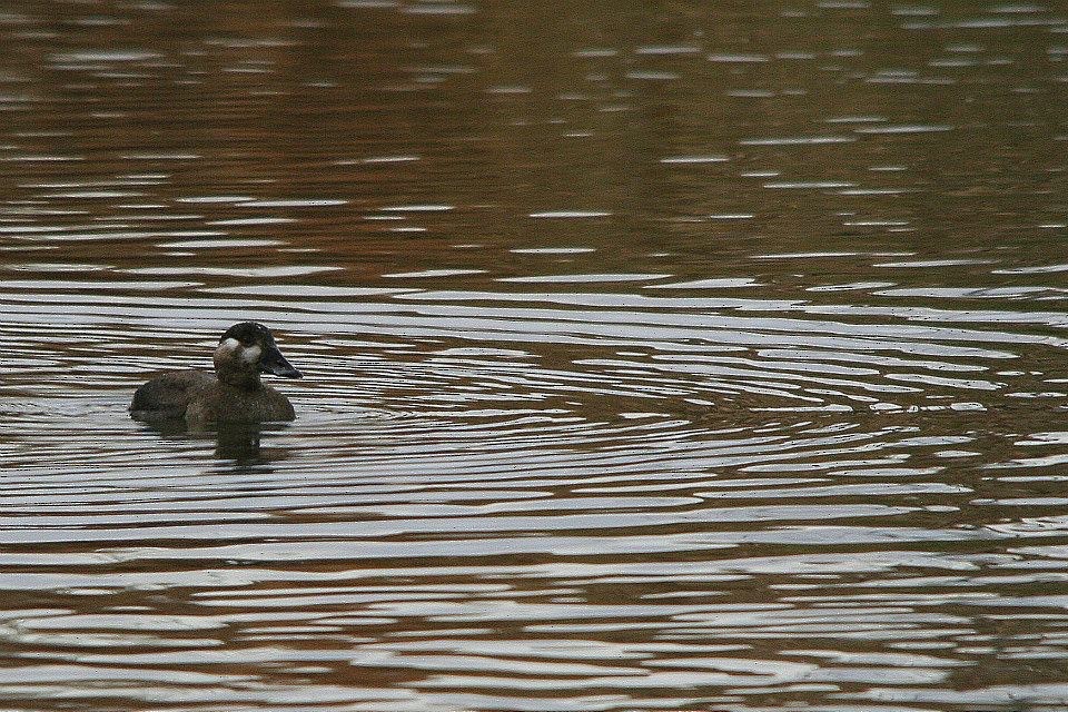 Surf Scoter - ML171640101