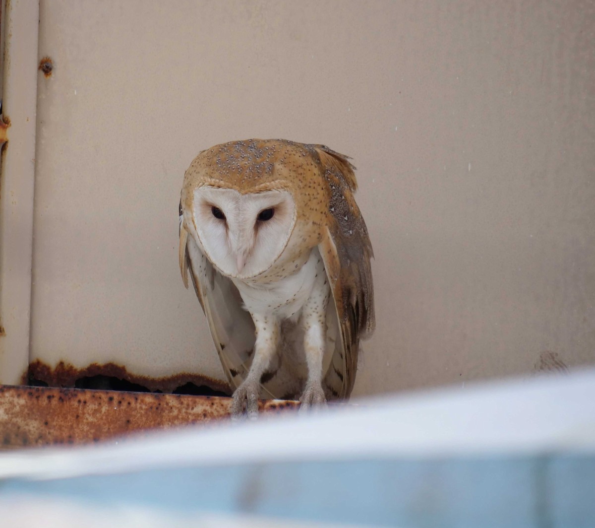 Barn Owl - ML171642011