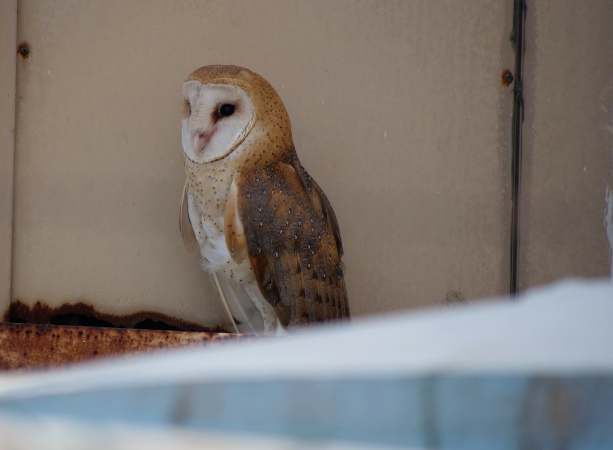 Barn Owl - ML171642071