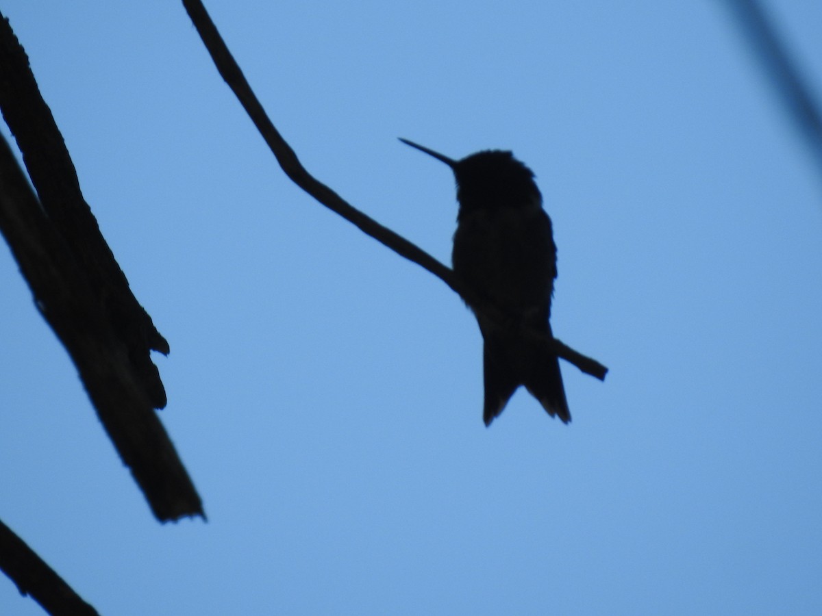 Ruby-throated Hummingbird - Rejean Brouillard