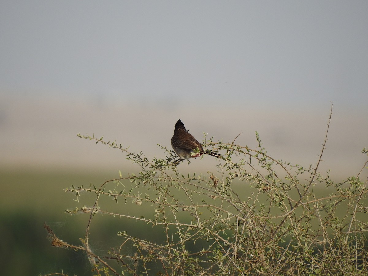 White-eared Bulbul - ML171643471