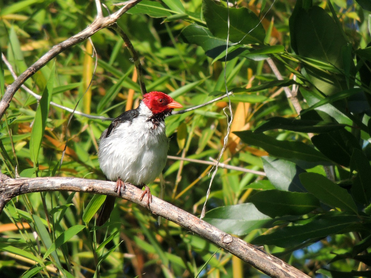 Yellow-billed Cardinal - ML171645131