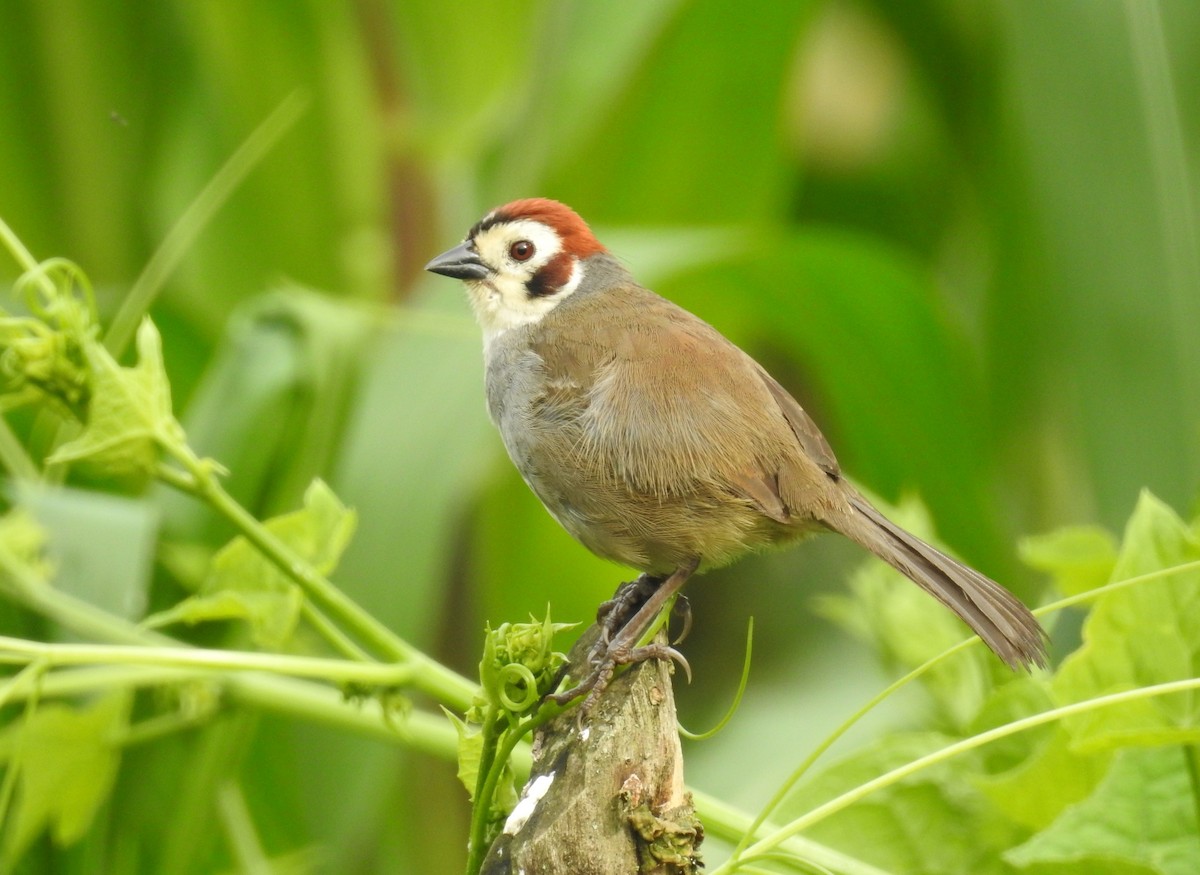 White-faced Ground-Sparrow - Rudy Botzoc @ChileroBirdingGuatemala