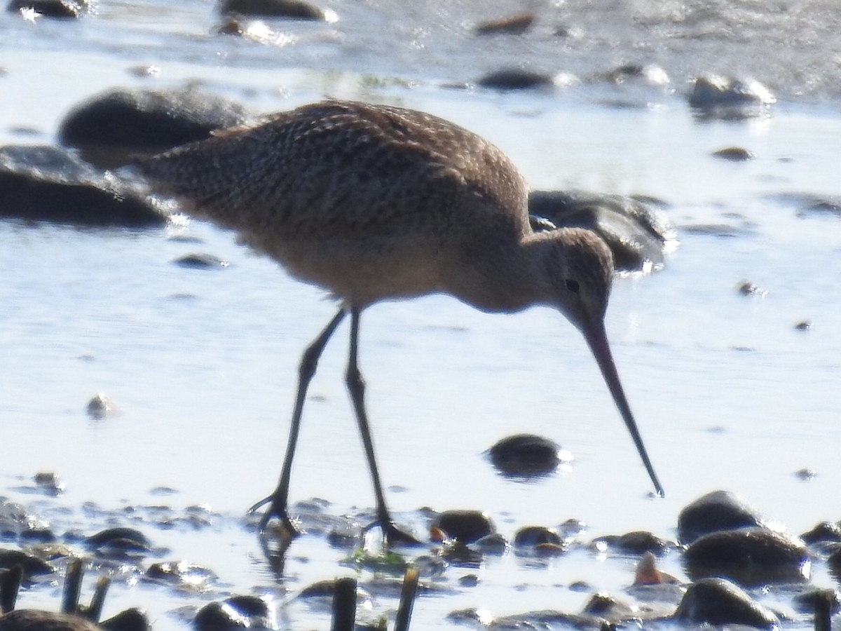 Marbled Godwit - ML171647431