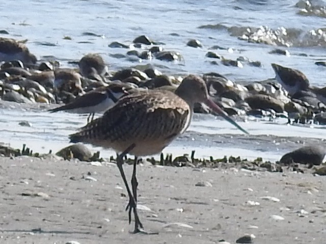 Marbled Godwit - ML171647451