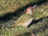 Sevilla--Parque del Tamarguillo, Sevilla, Andalucía, Spain - eBird Hotspot