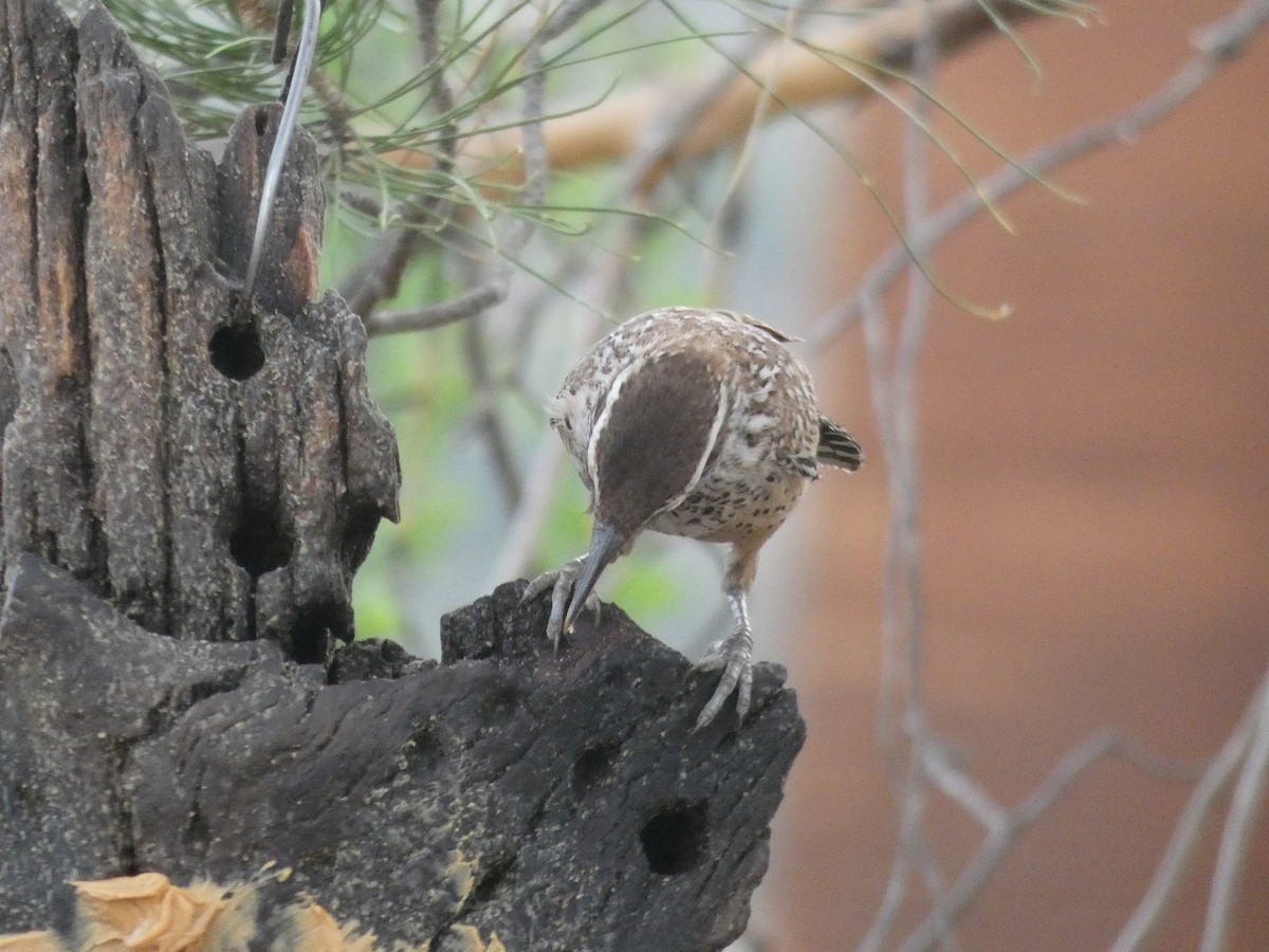 Cactus Wren - River Ahlquist