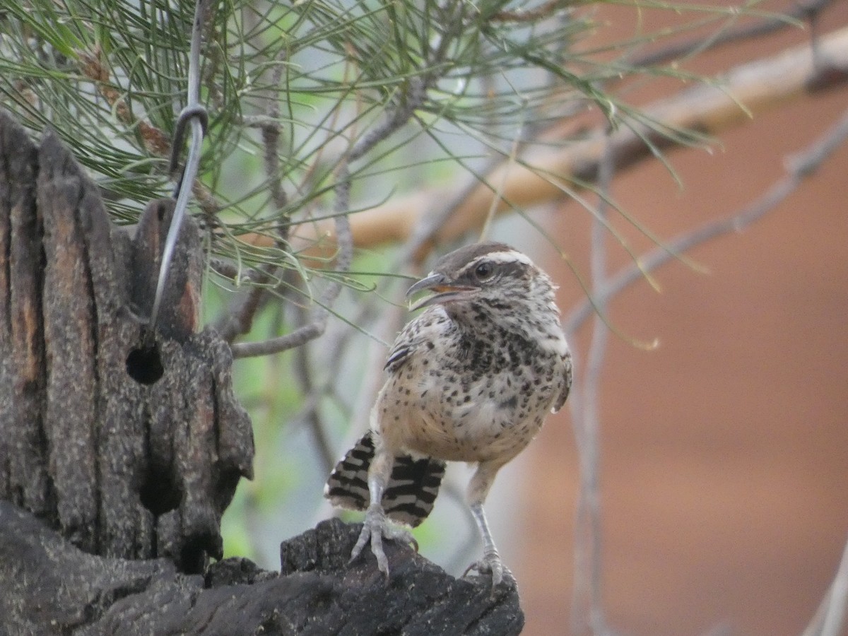 Cactus Wren - ML171649811