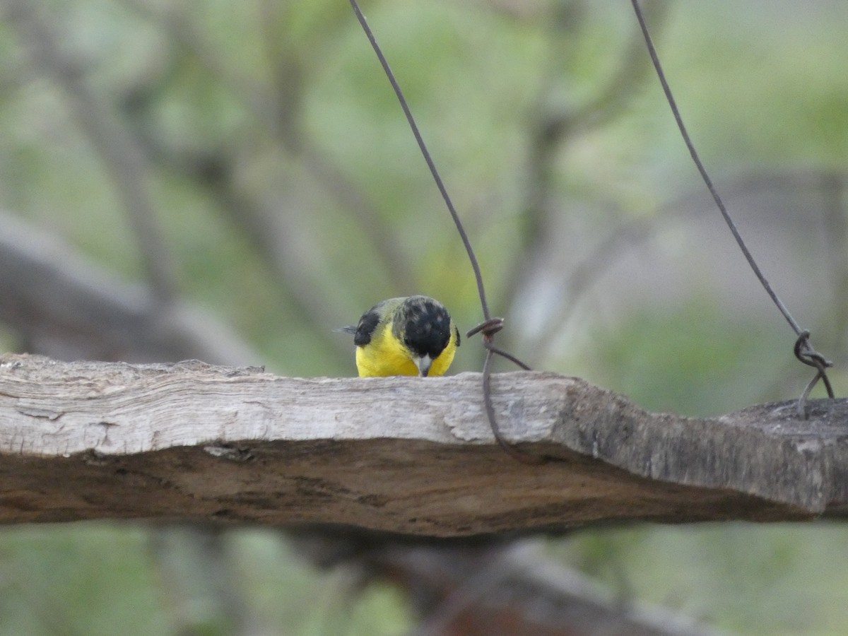 Lesser Goldfinch - River Ahlquist