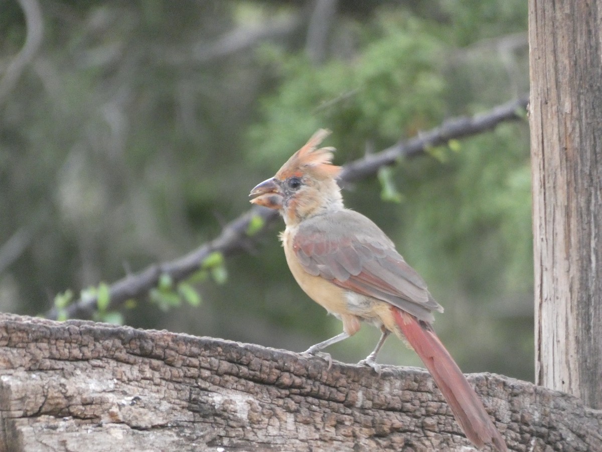 Northern Cardinal - River Ahlquist