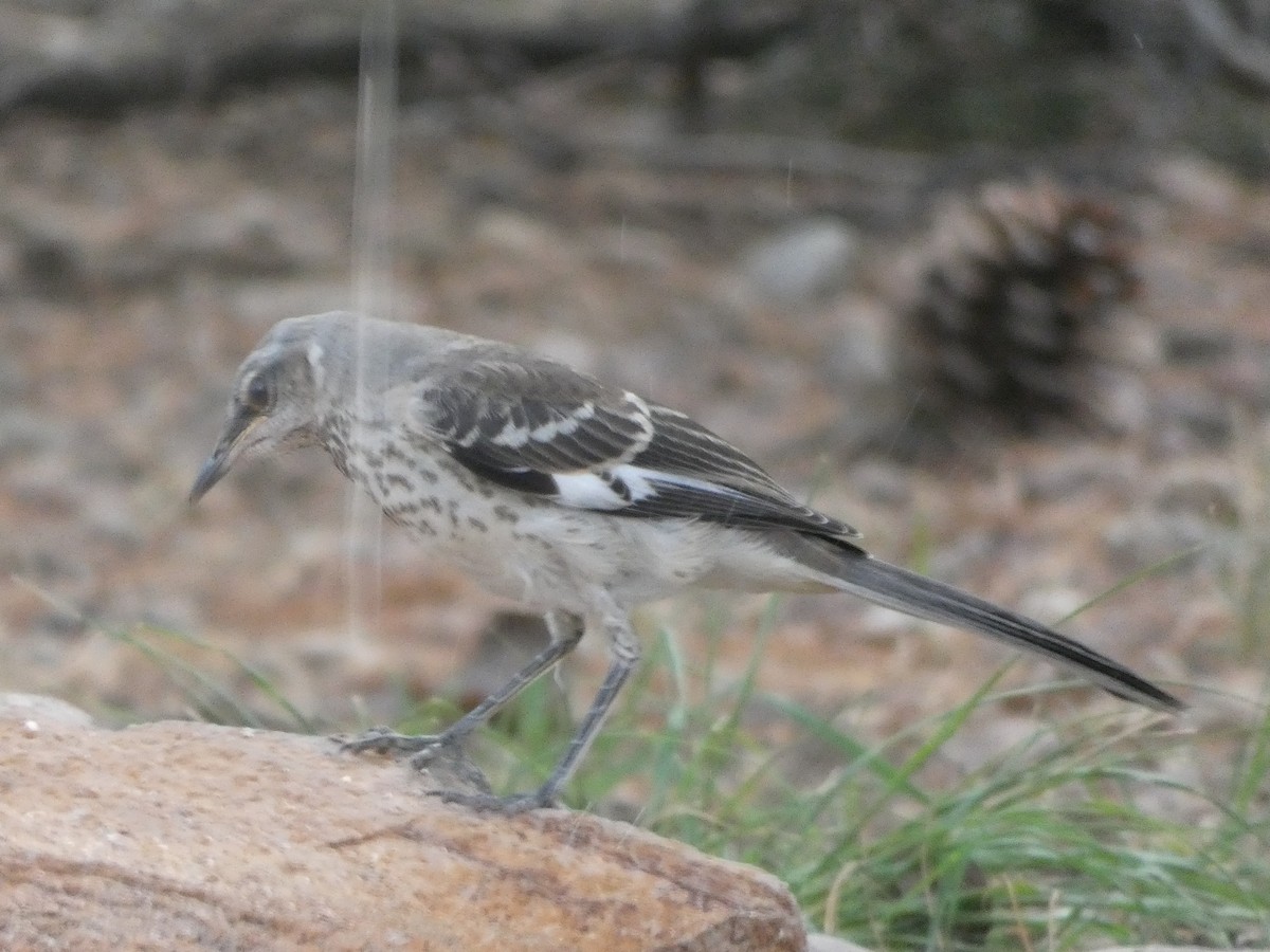 Northern Mockingbird - ML171650381