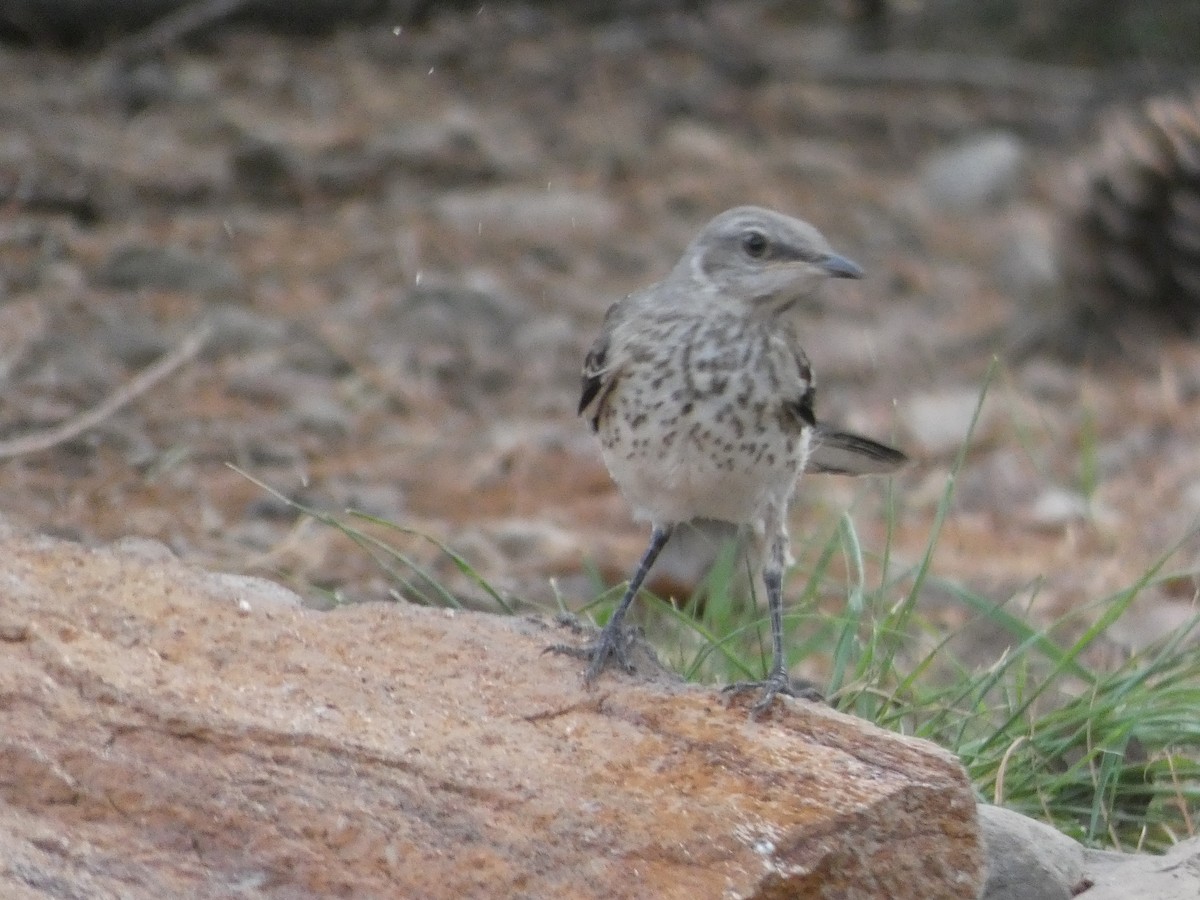 Northern Mockingbird - ML171650401