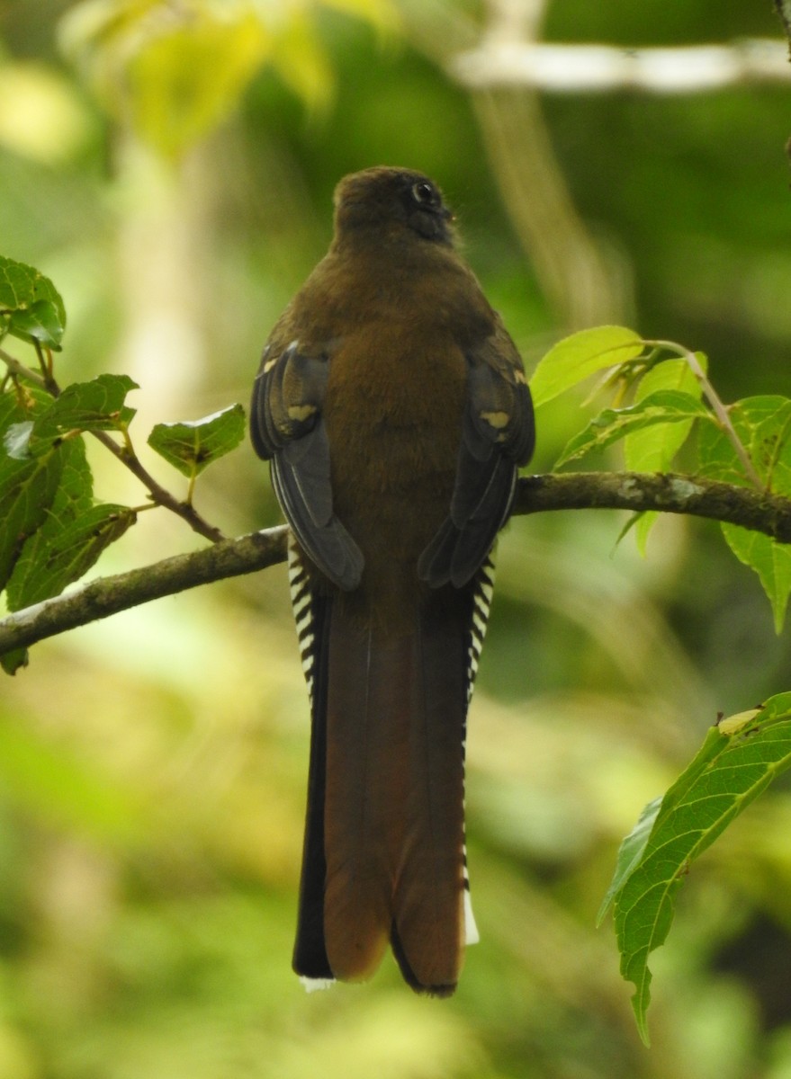 Mountain Trogon - Rudy Botzoc @ChileroBirding