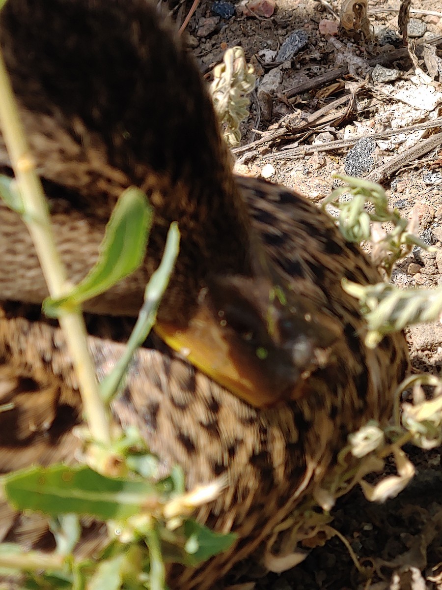 Mallard - ML171653571