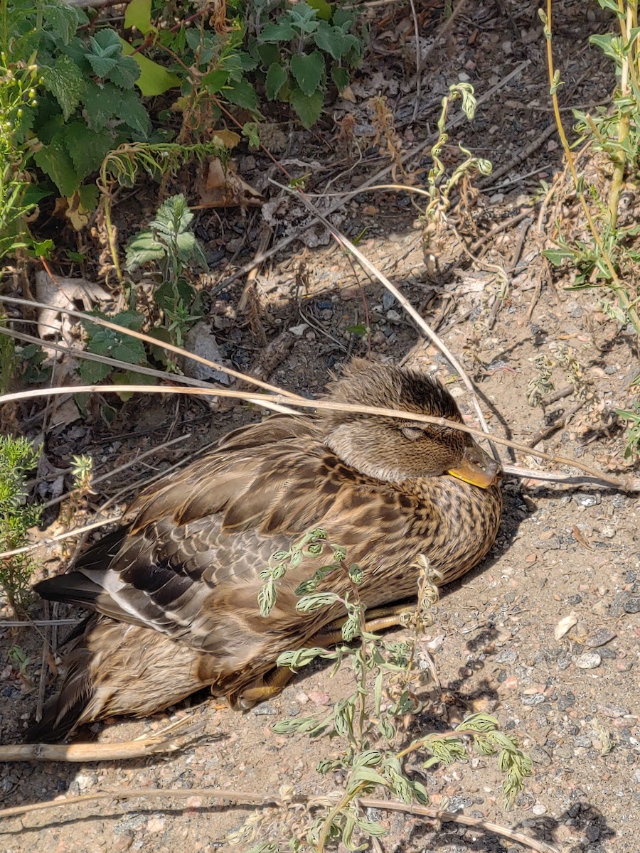 Mallard - ML171653591