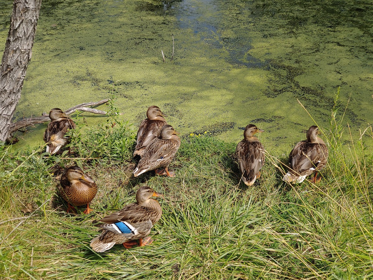 Mallard - ML171653651