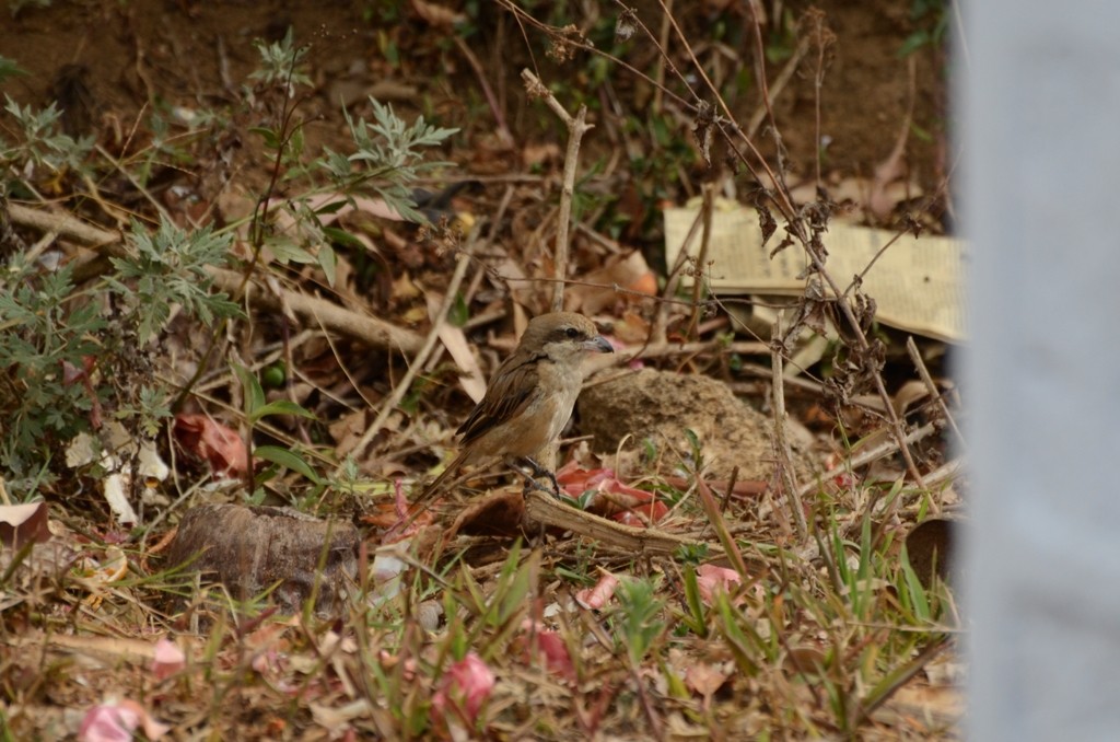 Brown Shrike - Panchapakesan Jeganathan