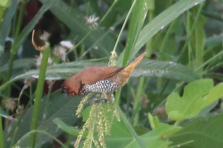 Scaly-breasted Munia - Jeffrey Fenwick