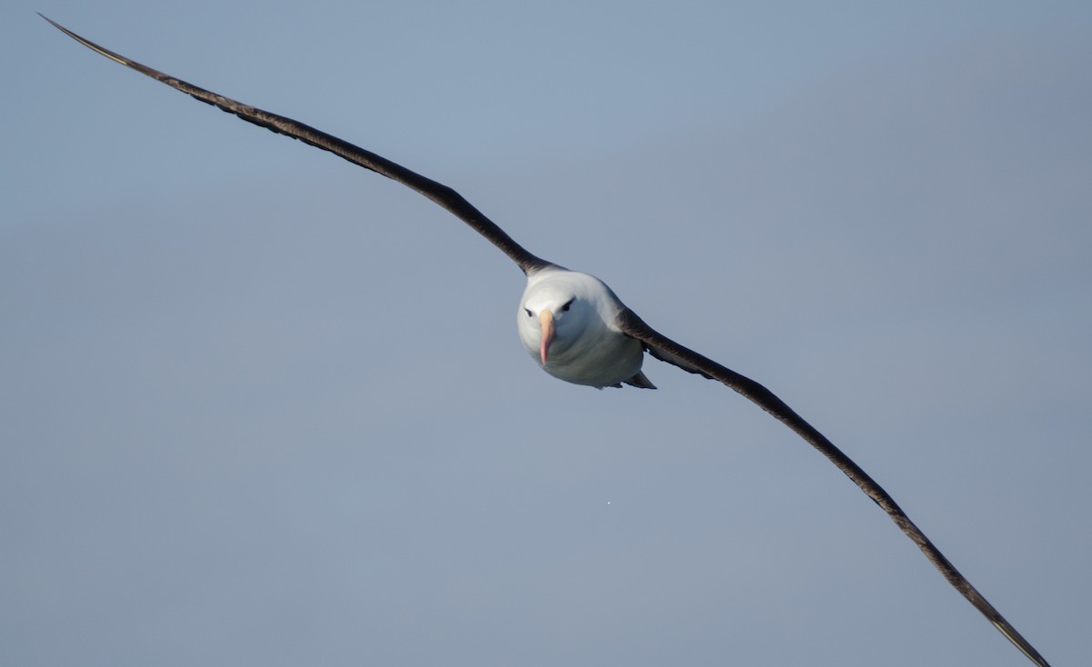 Albatros à sourcils noirs - ML171659641