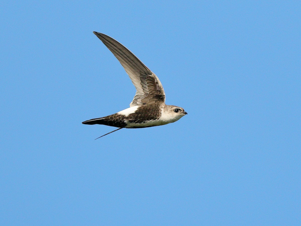 White-throated Swift - Bob Walker