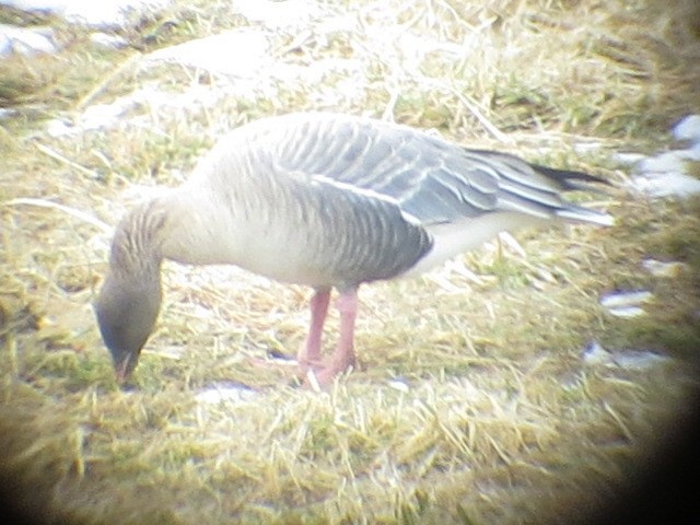 Pink-footed Goose - ML171662291