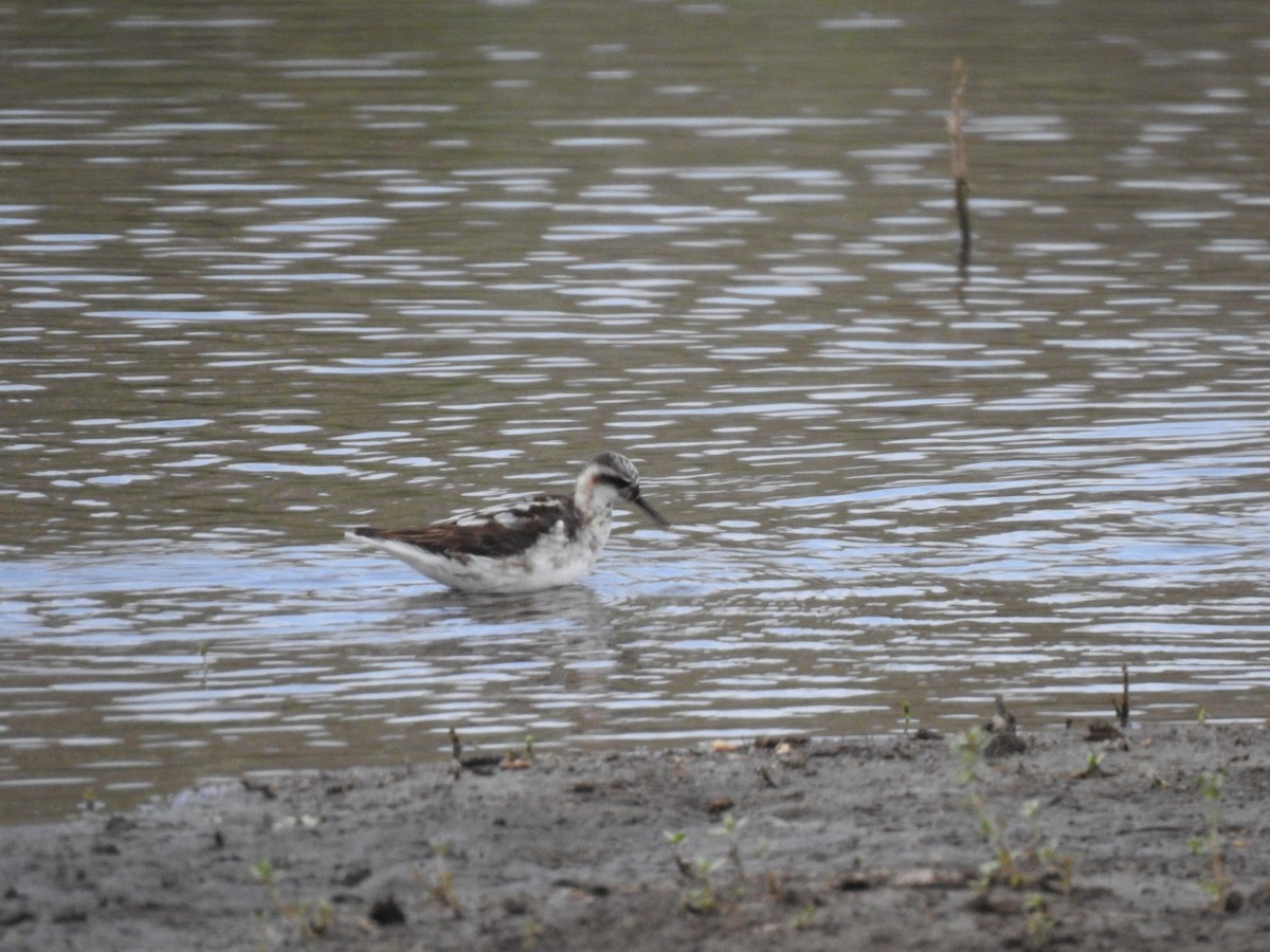 Phalarope à bec étroit - ML171663511