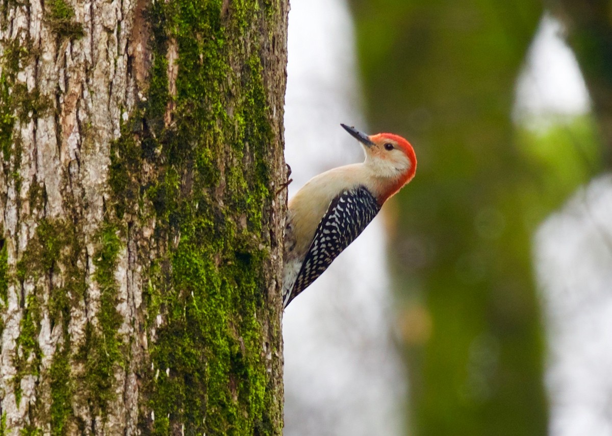 Red-bellied Woodpecker - Andrew Kenny