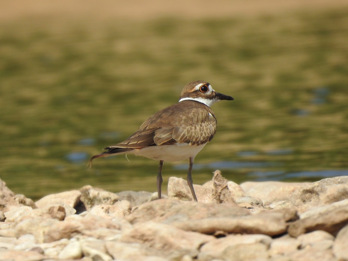 Killdeer - ML171665221