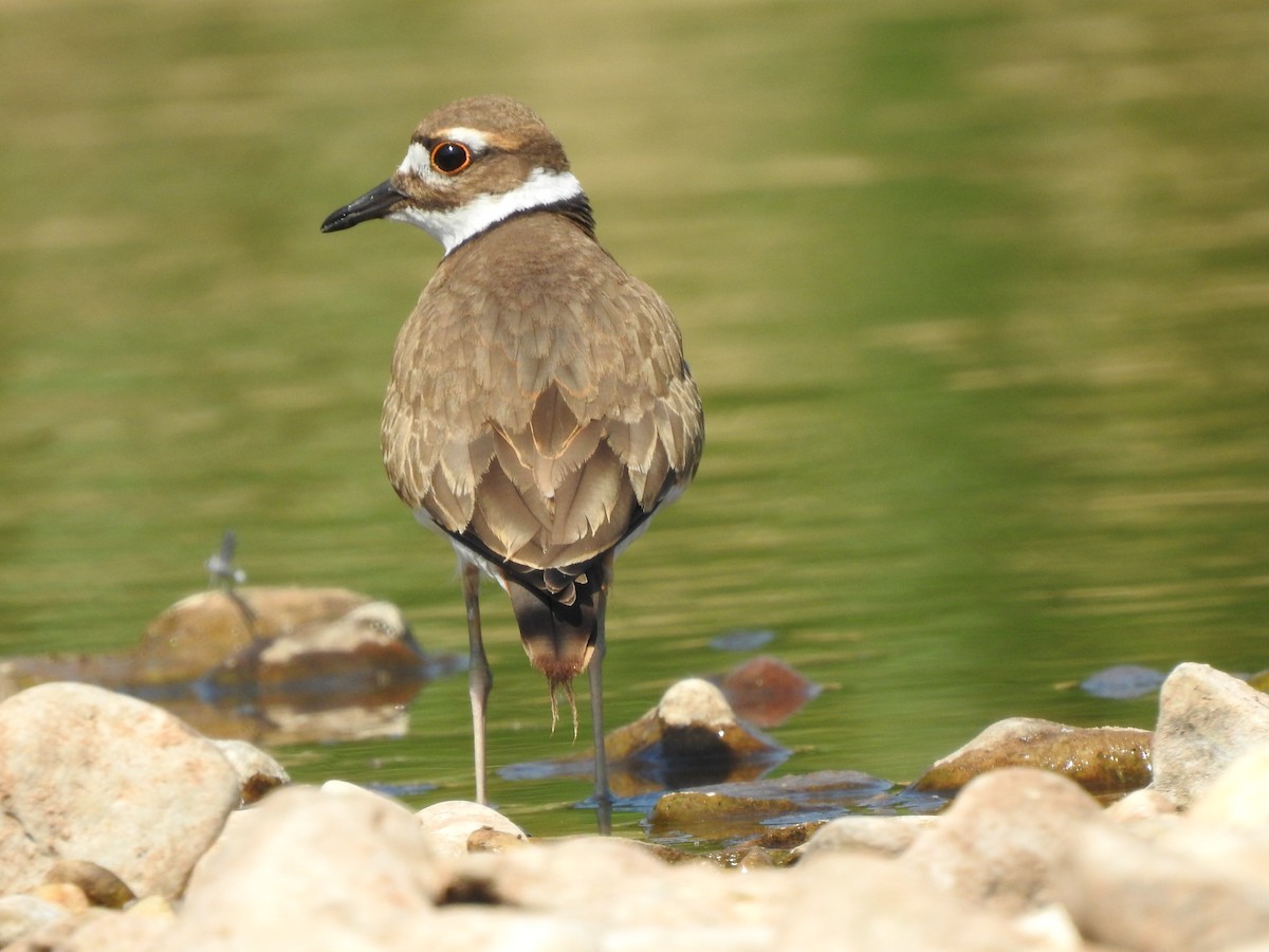 Killdeer - ML171665251