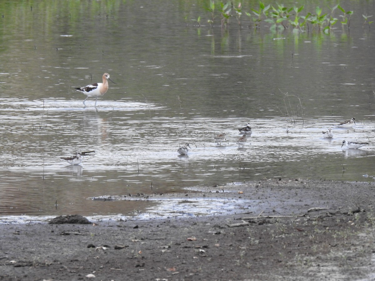 American Avocet - Kent Kleman