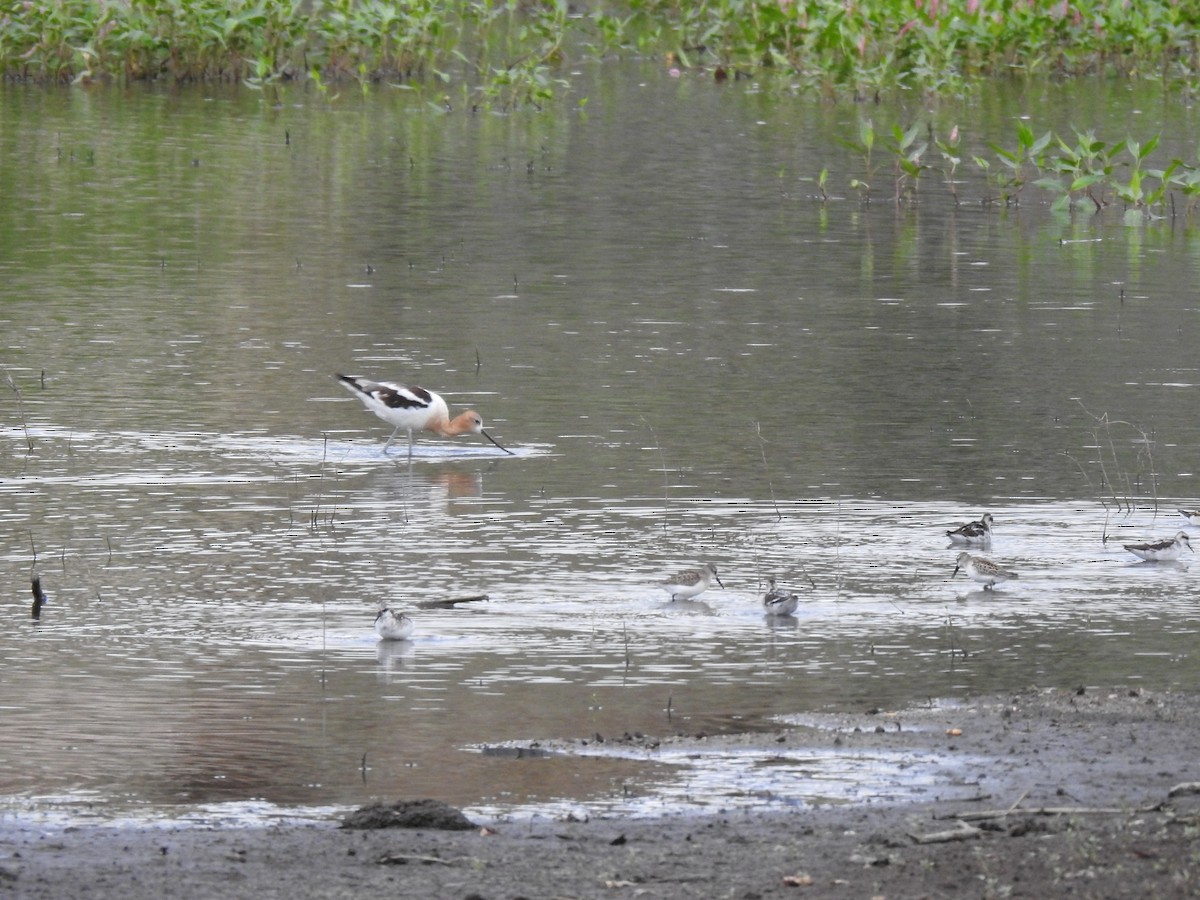 Avocette d'Amérique - ML171665481