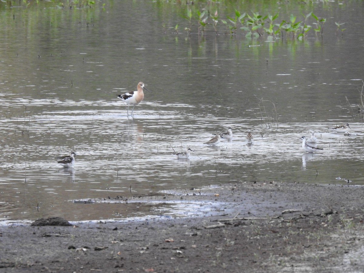 Phalarope à bec étroit - ML171665601